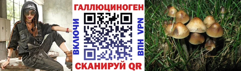 купить наркоту  кракен как зайти  Псилоцибиновые грибы Cubensis  Кинешма 